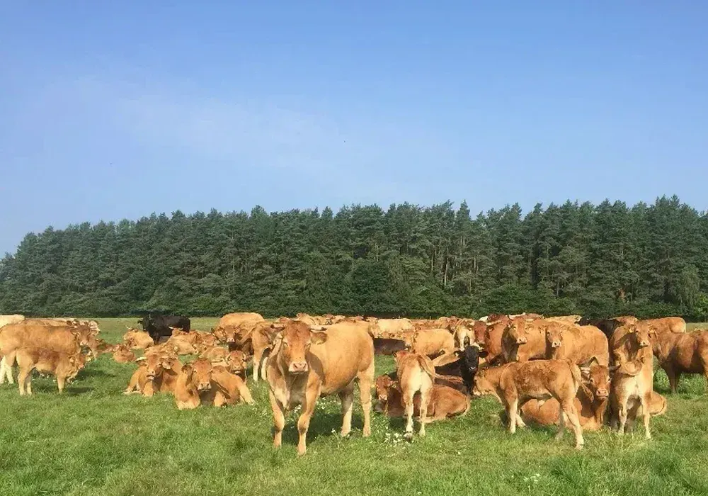 Skup bydła zachodniopomorskie - duże stado bydła limousin na pastwisku